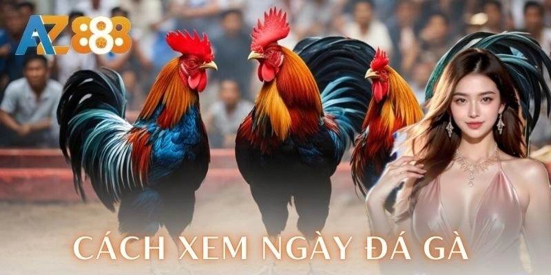 Cách xem ngày đá gà chuẩn để chiến kê thắng lớn 1 Tại sao phải quan tâm cách xem ngày đá gà
